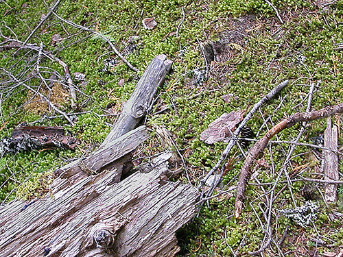 dead wood habitat, second site along Lake Dorothy, Alpine Lakes, King County, Washington