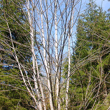 Seral alder-conifer forest, Deer Park Road, Clallam County, Washington
