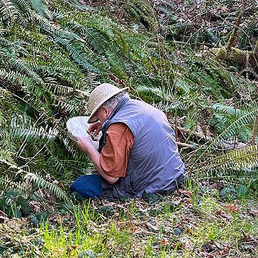 Rod Crawford sorting understor fern beat sample, Deer Park Road, Clallam County, Washington
