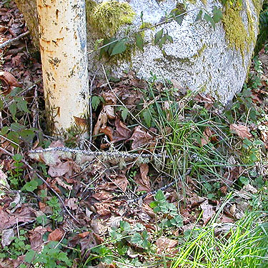 leaf litter sheltered behind boulder, Deer Park Road, Clallam County, Washington