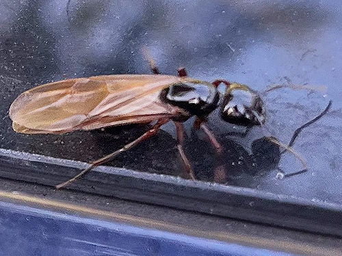 alate carpenter ant on car, Deer Park Road, Clallam County, Washington