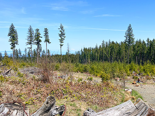 2019 clearcut with aggregate, Deer Park Road, Clallam County, Washington