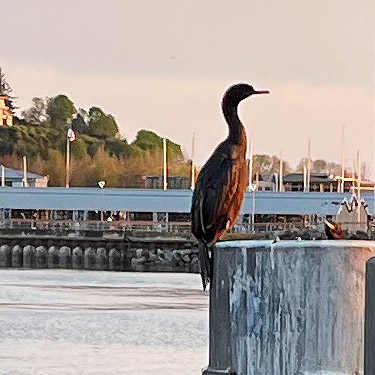 cormorant at Edmonds ferry terminal 2 May 2023