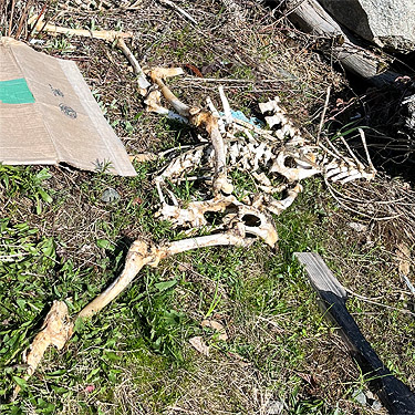 deer skeleton in clearcut, Deer Park Road, Clallam County, Washington