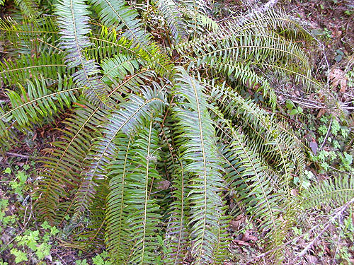 productive fern understory, Deer Park Road, Clallam County, Washington