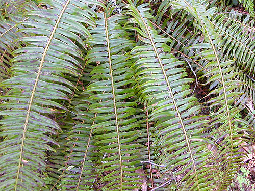 sword fern fronds, Deer Park Road, Clallam County, Washington