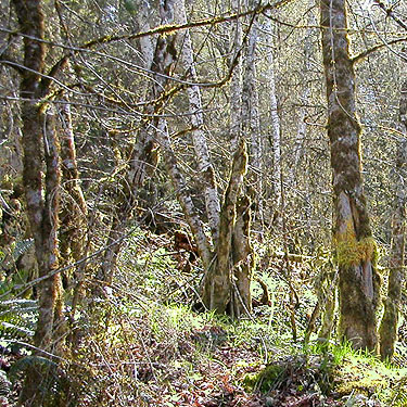 mossy alders, Deer Park Road, Clallam County, Washington