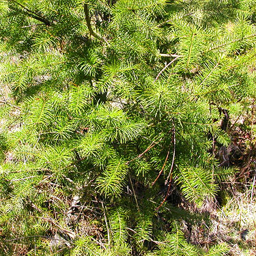 Douglas-fir foliage in clearcut, Deer Park Road, Clallam County, Washington