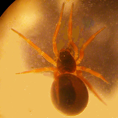 female Pelecopsis sculpta spider sifted from moss, Deer Park Road, Clallam County, Washington