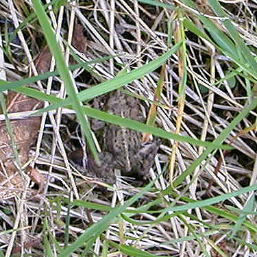 northern toad, Deer Park Road, Clallam County, Washington