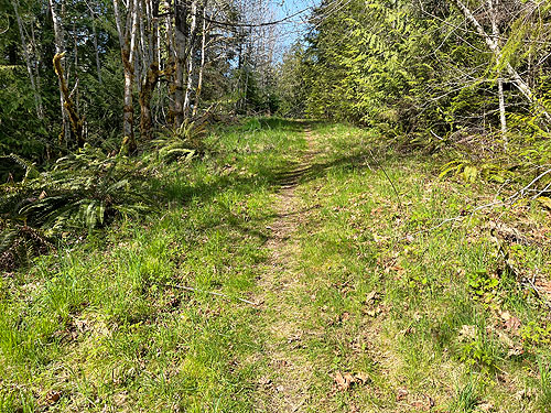 trail in blocked road, Deer Park Road, Clallam County, Washington