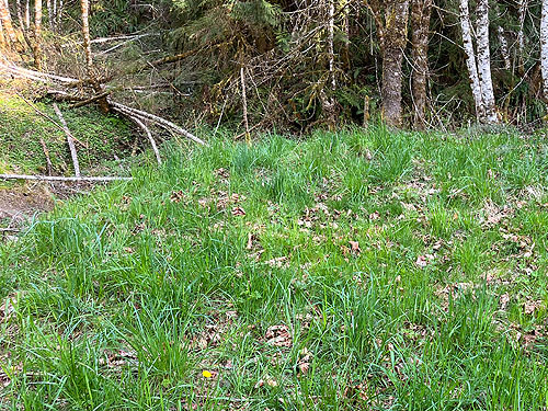 trailside grass, Deer Park Road, Clallam County, Washington