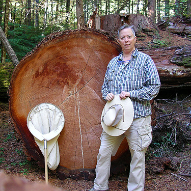 cut old growth hemlock with 176 rings, Upper Dungeness Trailhead, Clallam County, Washington