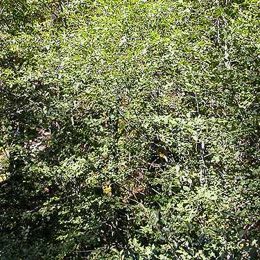 alder grove at Upper Dungeness Trailhead, Clallam County, Washington