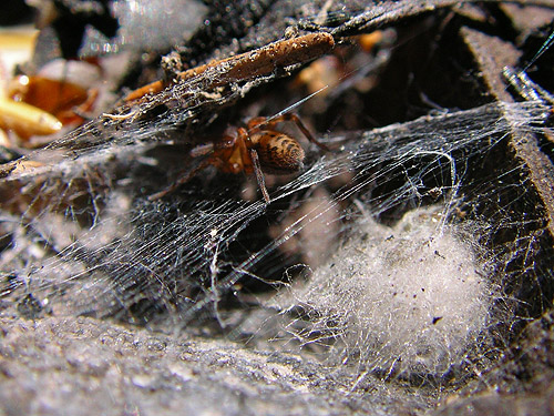web of Callobius pictus from footbridge, Upper Dungeness Trailhead, Clallam County, Washington