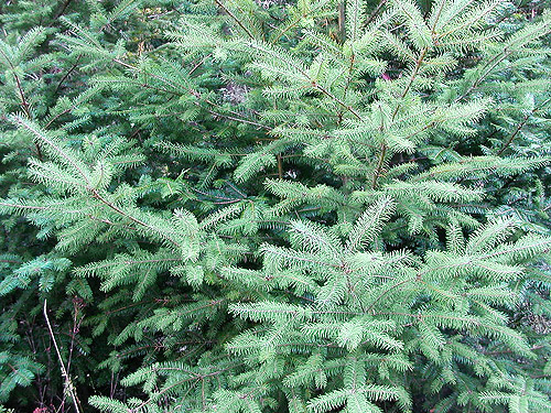 Douglas-fir foliage, Mueller Creek above Upper Dungeness Trailhead, Clallam County, Washington