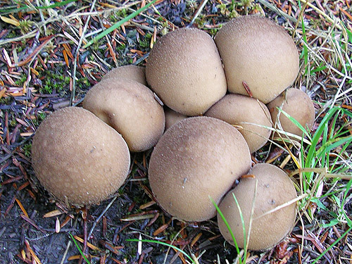 soil surface fungi, Upper Dungeness Trailhead, Clallam County, Washington