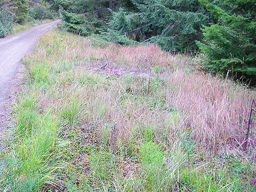 roadside grass, Mueller Creek above Upper Dungeness Trailhead, Clallam County, Washington