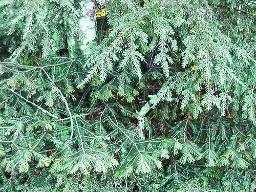 western hemlock foliage, Upper Dungeness Trailhead, Clallam County, Washington
