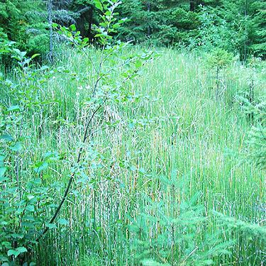 pocket meadow, Mueller Creek above Upper Dungeness Trailhead, Clallam County, Washington