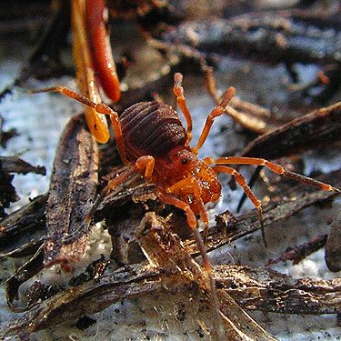 harvestman Sclerobunus nondimorphicus, Upper Dungeness Trailhead, Clallam County, Washington
