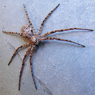 crab spider Philodromus spectabilis, Upper Dungeness Trailhead, Clallam County, Washington