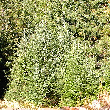 wall of conifer foliage, Mueller Creek above Upper Dungeness Trailhead, Clallam County, Washington