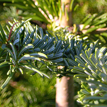 subalpine fir needles Abies lasiocarpa, mountain 2 miles E of Gee Point, Skagit County, Washington
