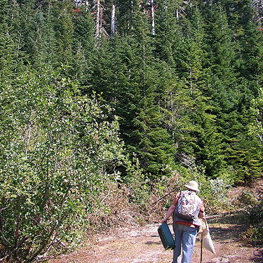 Rod Crawford climbing steep road to mountain 2 miles E of Gee Point, Skagit County, Washington