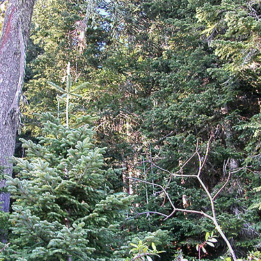 edge of old growth grove, mountain 2 miles E of Gee Point, Skagit County, Washington