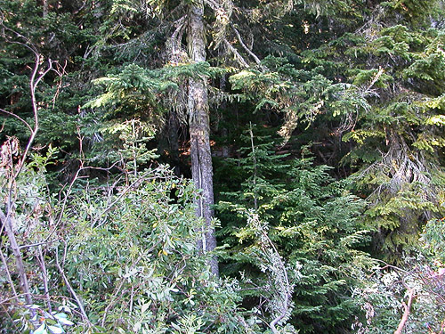 edge of old growth grove, mountain 2 miles E of Gee Point, Skagit County, Washington