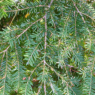 western hemlock foliage Tsuga heterophylla, mountain 2 miles E of Gee Point, Skagit County, Washington