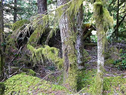 moss on trees ready to sift, Finney Creek 2 miles E of Gee Point, Skagit County, Washington