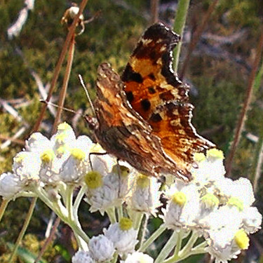 California tortoiseshell butterfly Nymphalis californica, mountain 2 miles east of Gee Point, Skagit County, Washington