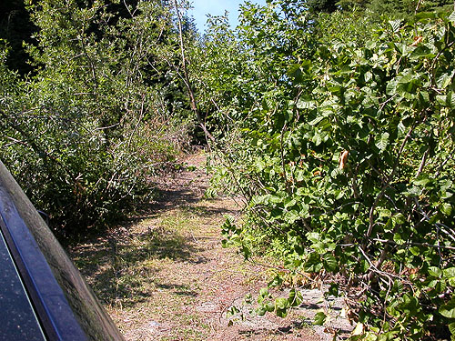 overgrown road to mountain 2 miles E of Gee Point, Skagit County, Washington