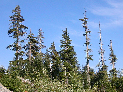semi-snags in summit forest, mountain 2 miles east of Gee Point, Skagit County, Washington
