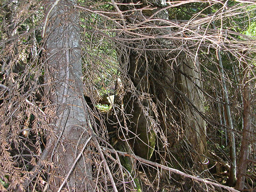 tangled old growth grove, mountain 2 miles E of Gee Point, Skagit County, Washington