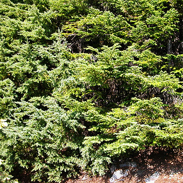 solid front of conifer foliage, mountain 2 miles E of Gee Point, Skagit County, Washington