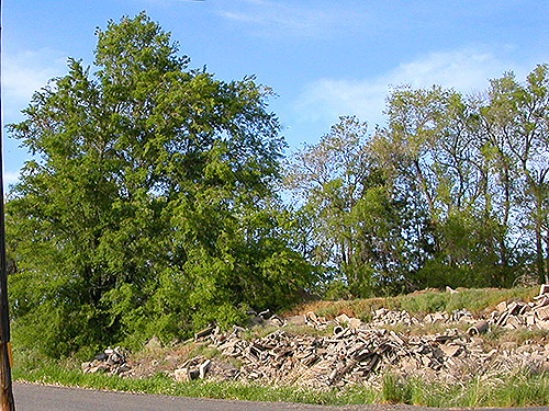 elm tree and rubble pile, Ross & Morrison,  Badger Pocket, Kittitas County, Washington