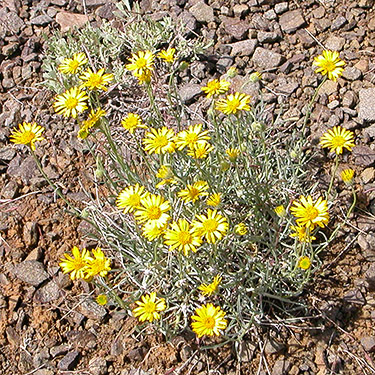 Erigeron linearis yellow desert daisy,  East Kittitas, Kittitas County, Washington