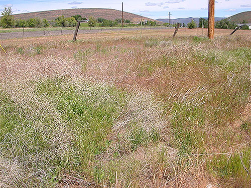 grassy field near trailhead,  East Kittitas, Kittitas County, Washington