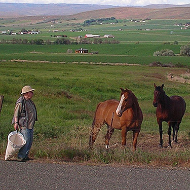 watchful horses and Rod Crawford at Nicolai Road,  Badger Pocket, Kittitas County, Washington