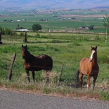 watchful horses at Nicolai Road, Badger Pocket, Kittitas County, Washington