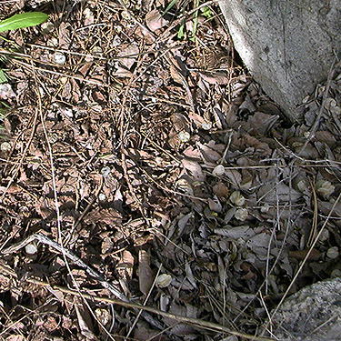 elm leaf litter at Ross & Morrison,  Badger Pocket, Kittitas County, Washington