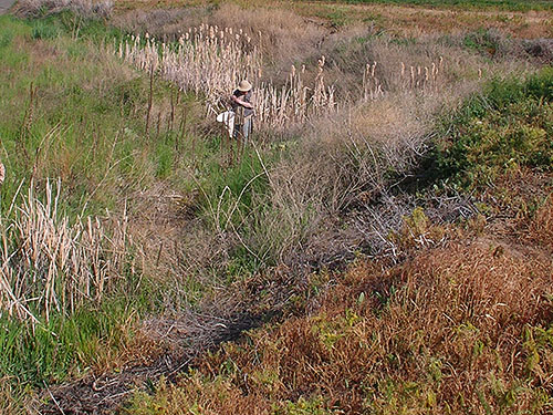 small marsh by canal, Nicolai Road,  Badger Pocket, Kittitas County, Washington