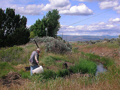 Rod Crawford sweeping field by irrigation canal, Clerf Road NW of  East Kittitas, Kittitas County, Washington
