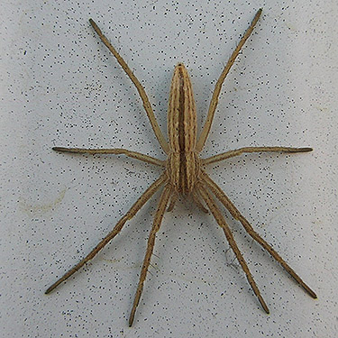 Tibellus oblongus crab spider from barn wall,  East Kittitas, Kittitas County, Washington