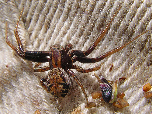 crab spider Xysticus cunctator male from  East Kittitas, Kittitas County, Washington