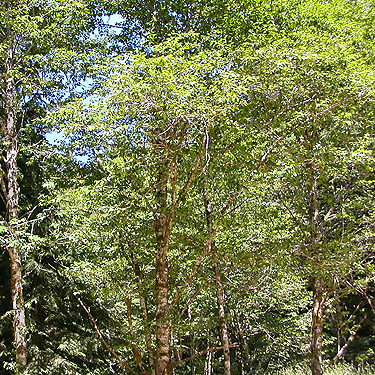 riparian alder forest, East Creek area, central Lewis County, Washington