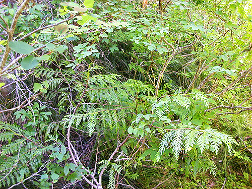 shrub foliage, East Creek area, central Lewis County, Washington